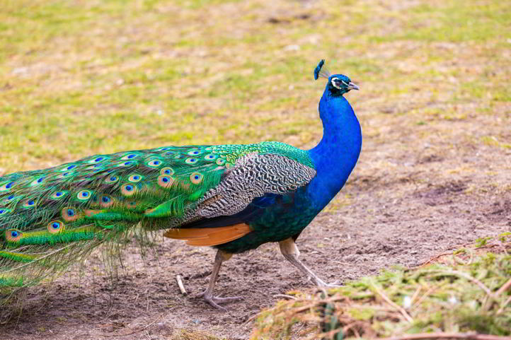 Emotional Support Peacock Denied Boarding on United Airlines Flight ...